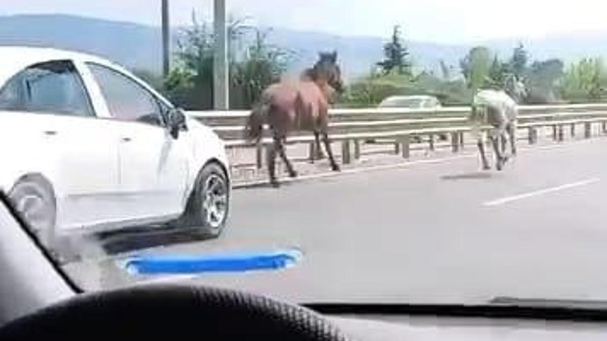 Yola çıkan başıboş atlar sürücülere zor anlar yaşattı
