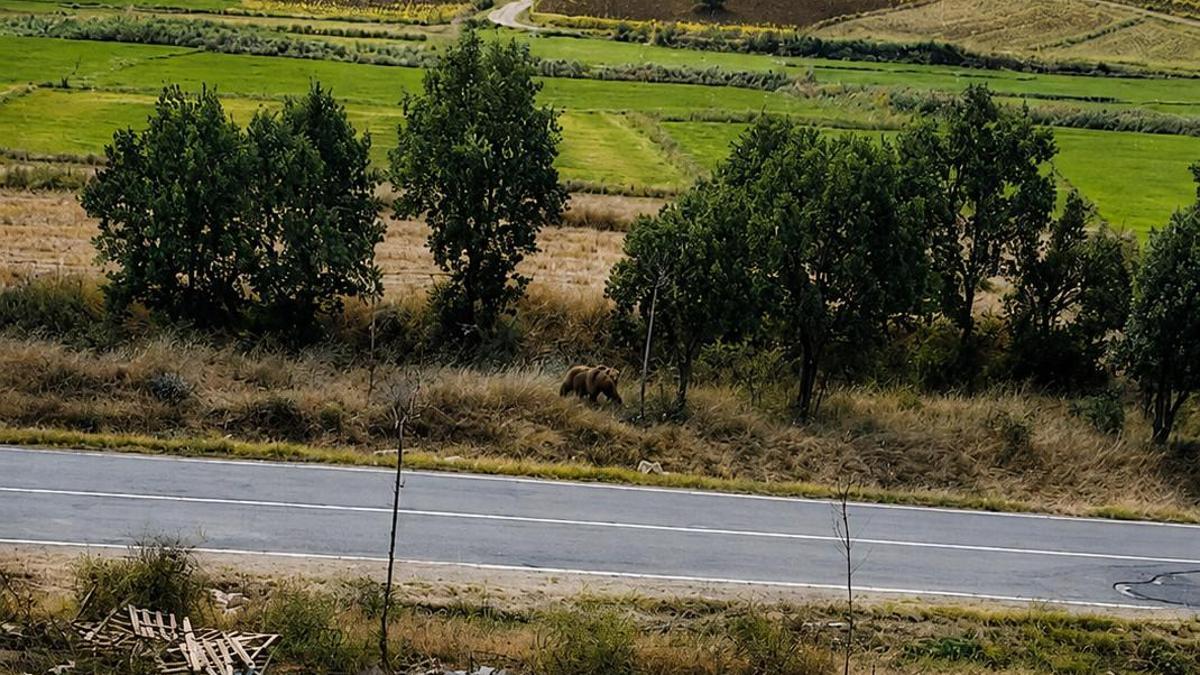 Belediye başkanından vatandaşlara ‘bozayı’ uyarısı