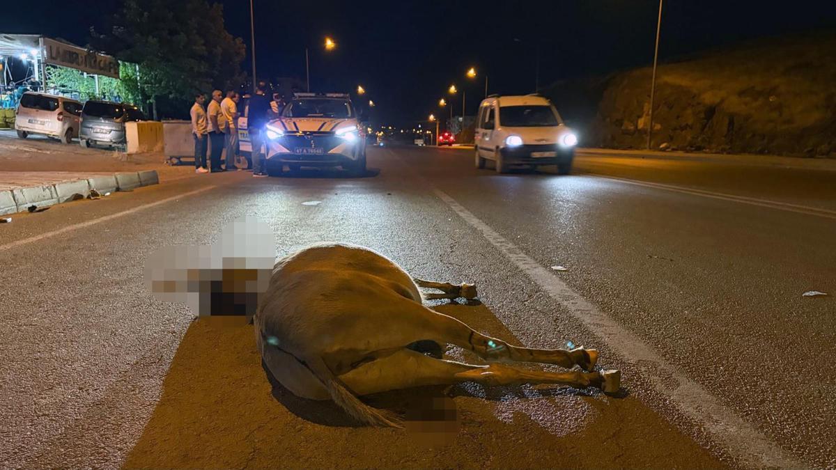 Derik'te minibüsün çarptığı eşek öldü