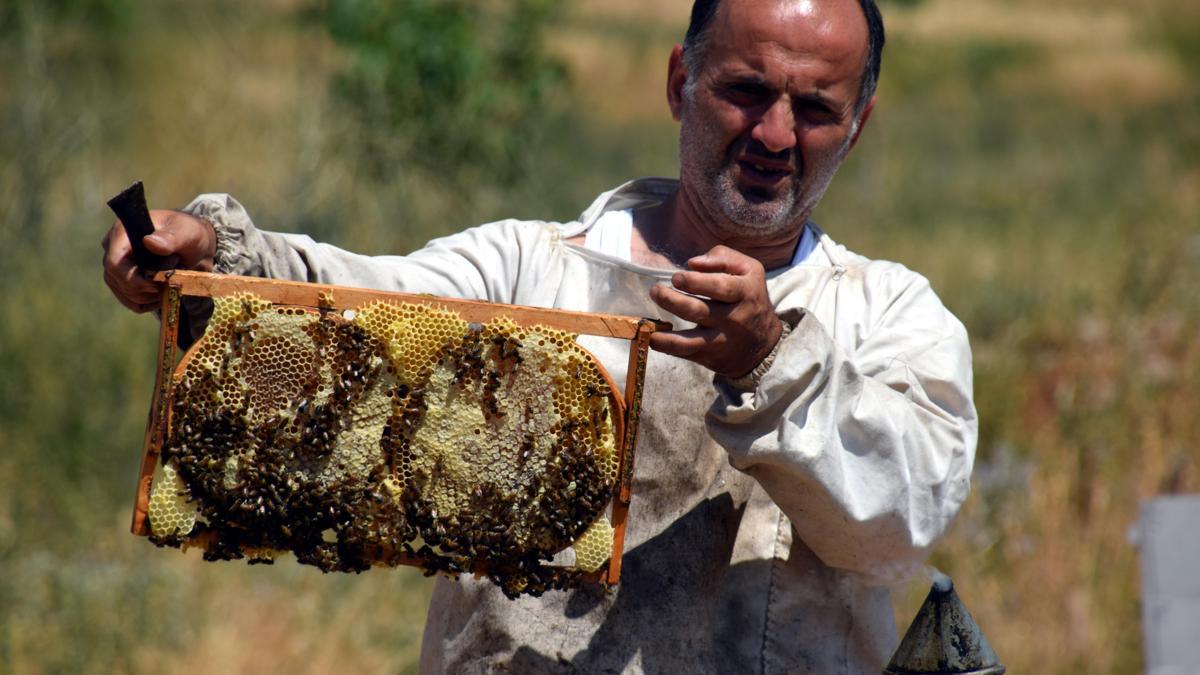 Bir zamanlar terörle anılan Zilan Yaylası'nda bal hasadı başladı