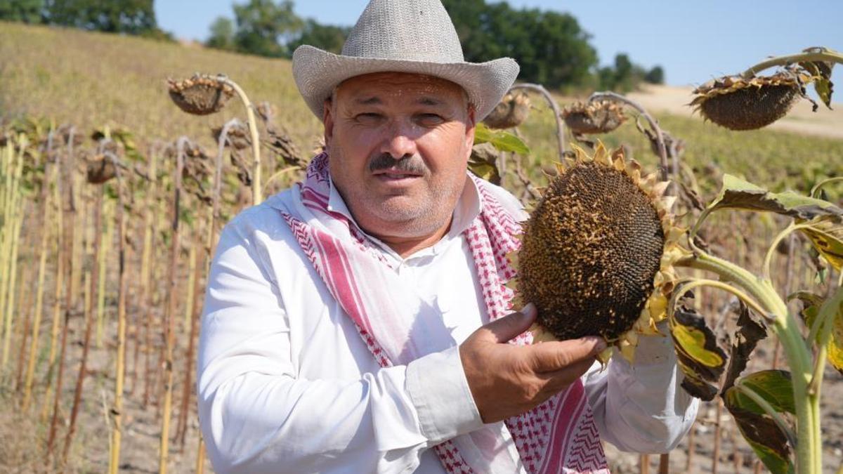 Ayçiçeği üreticisinin yüzü bu yıl verimle güldü