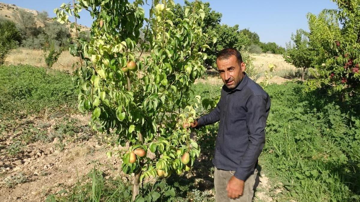 Malatya'da kayısıya yeni rakip! Erkenci hasat başladı, alternatif ürün oldu