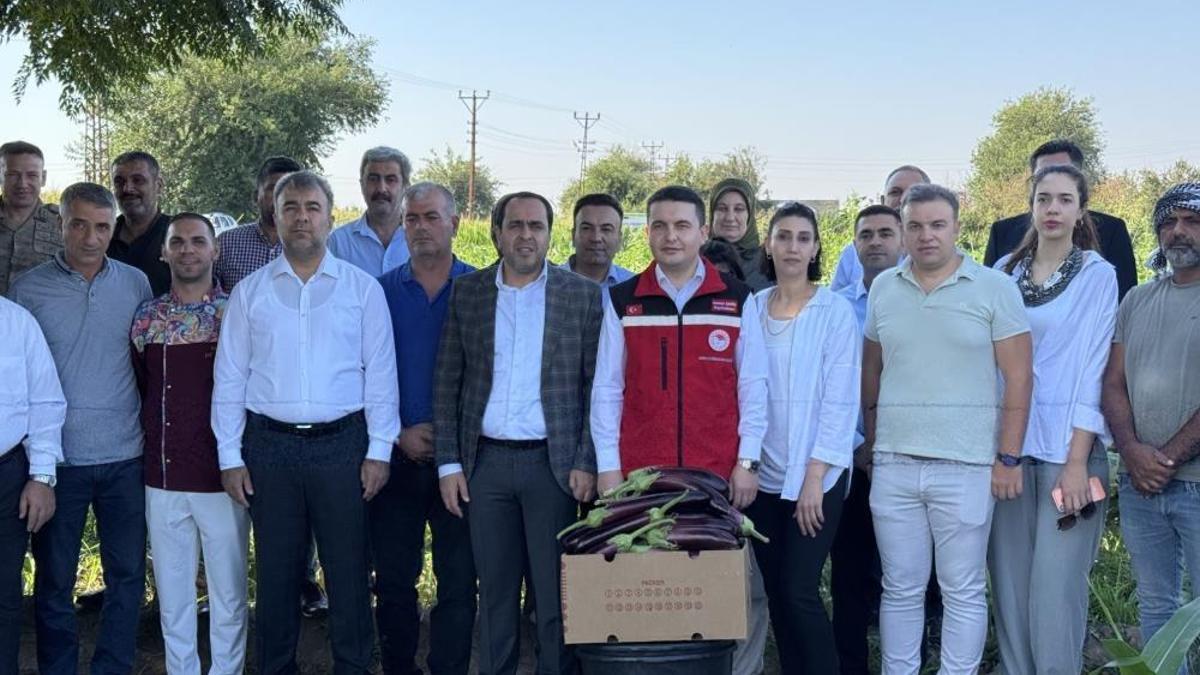 Tescilli patlıcanda hasat başladı! Şanlıurfa topraklarına has lezzet