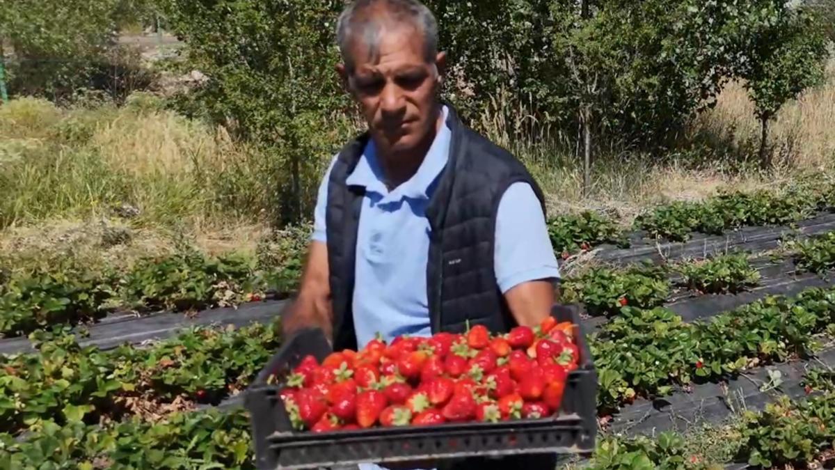 Hobi olarak çilek yetiştiriciliğine başladı, hibe desteğiyle üretim alanını artırdı/Ek fotoğraf