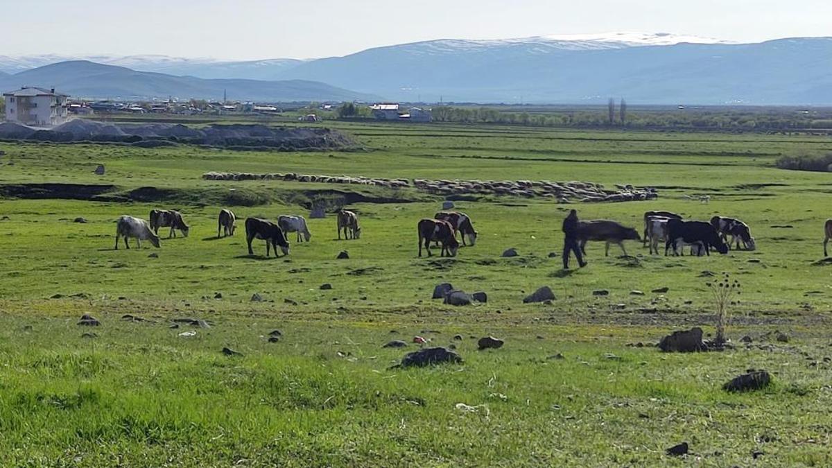 Bir ilde kuduz alarmı! Bölge karantinaya alındı