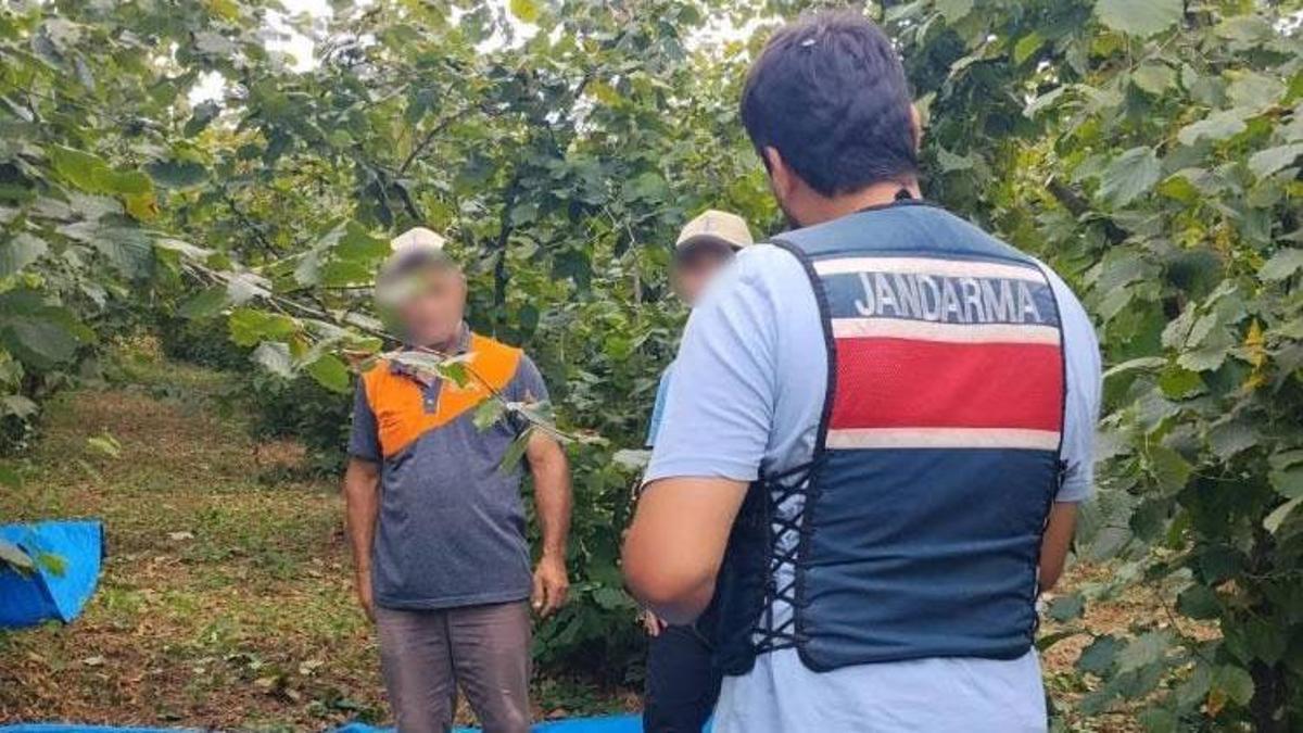 Fındık tarlalarında 7 gün 24 saat jandarma nöbeti