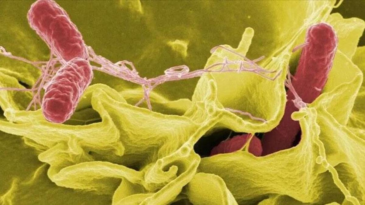 Salmonella salgını: İngiltere'de 1 kişi öldü, 207 vaka tespit edildi