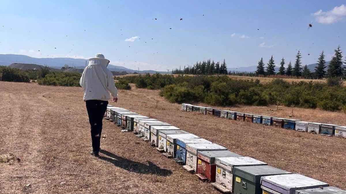 Çay ve Sultandağı’nda arılı kovan tespit çalışması