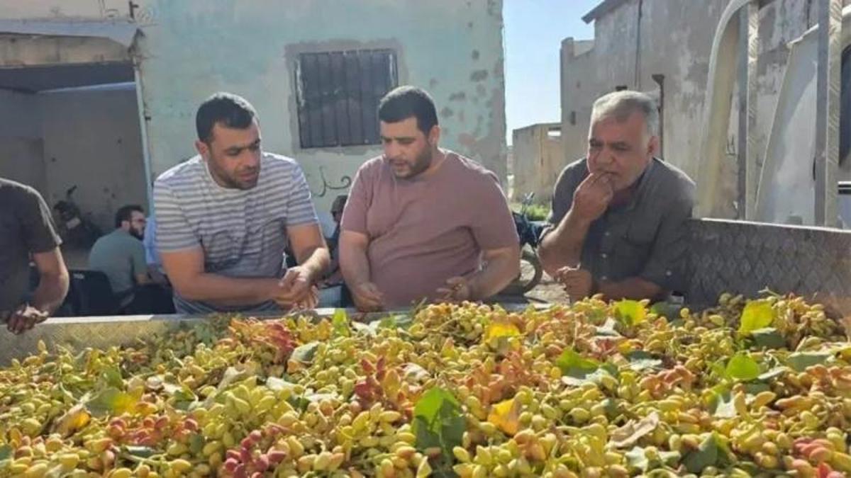 Şanlıurfa'da bir günün bedeli: Fıstık hasadı başladı