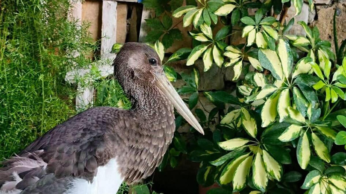 Uçamaz halde bulunan ‘karaleylek’ korumaya alındı
