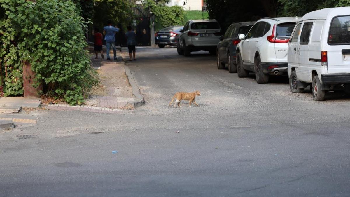 Uzmanından kritik kuduz uyarısı! Kedi tırmalamasıyla da bulaşabilir