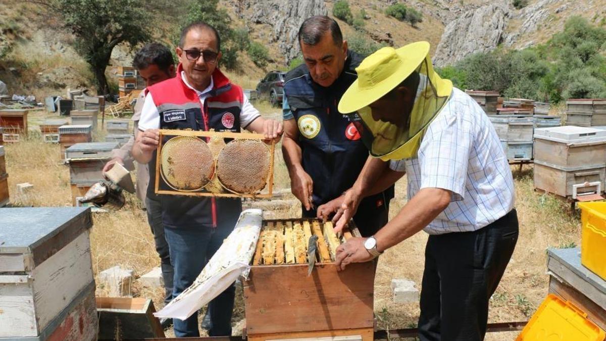 Erzincan’da bal hasadı başladı! Bin 500 ton rekolte bekleniyor