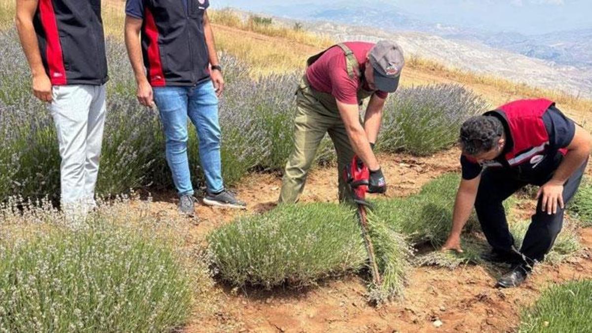 Kemah’ta 3 dekarlık alanda mor bereket: Lavanta hasadı başladı