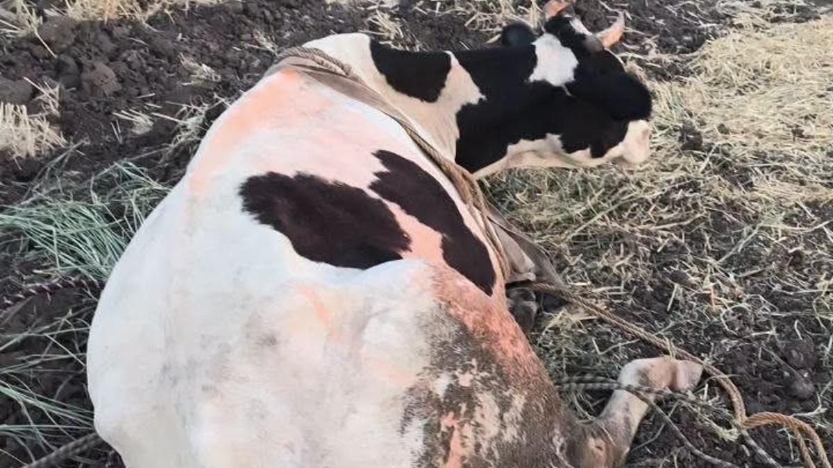 Hatay’da bataklığa saplanan inek kurtarıldı