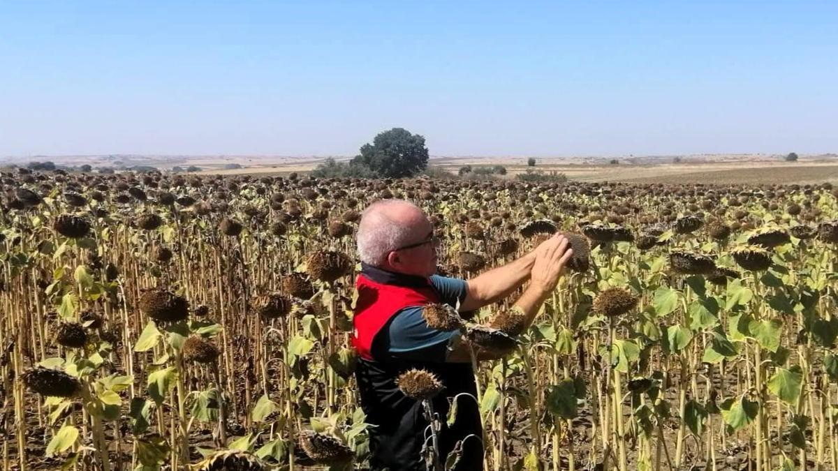 Kırklareli'nde yerli hibrit ayçiçeği ekimlerinde tarla kontrolleri yapıldı