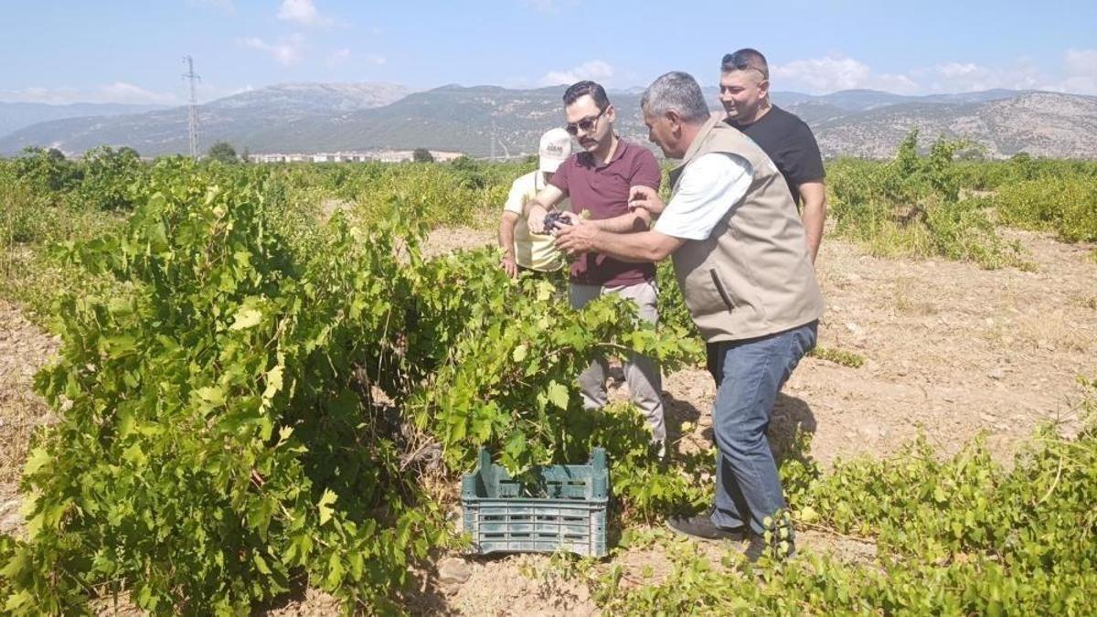 Gaziantep'in üzümünün farkı var: Islahiye'de hasat başladı