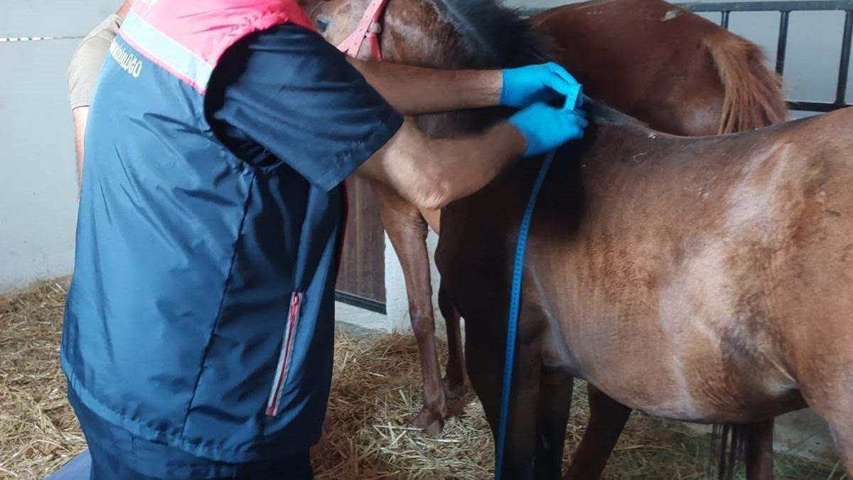 Edirne’de safkan Arap ve İngiliz tayları kimliklendiriliyor