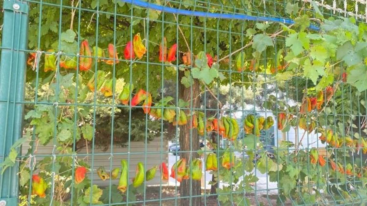 Diyarbakır'da sezonu başladı: Lüks sitelerin tel örgülerinde sergileniyor