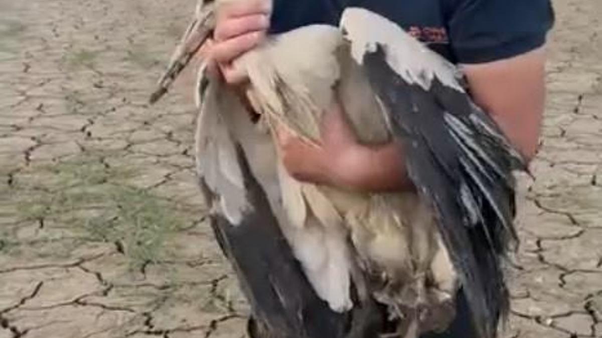 Balçığa saplanan leyleği kurtardı
