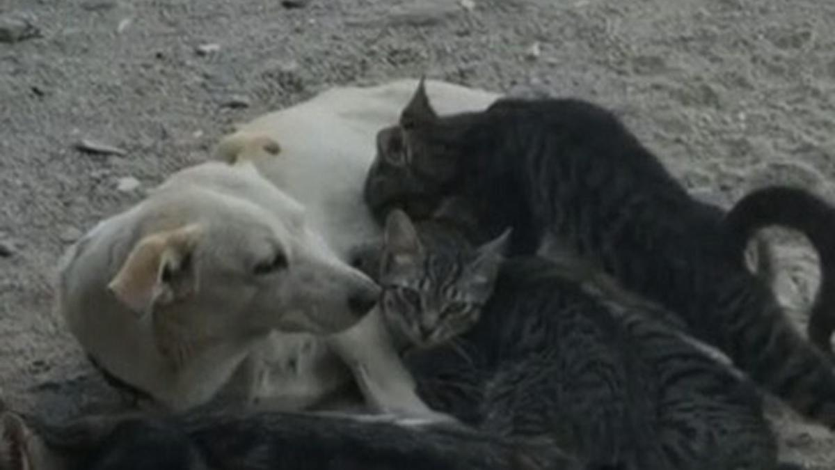 Köpek, kedi yavrularını emzirirken görüntülendi