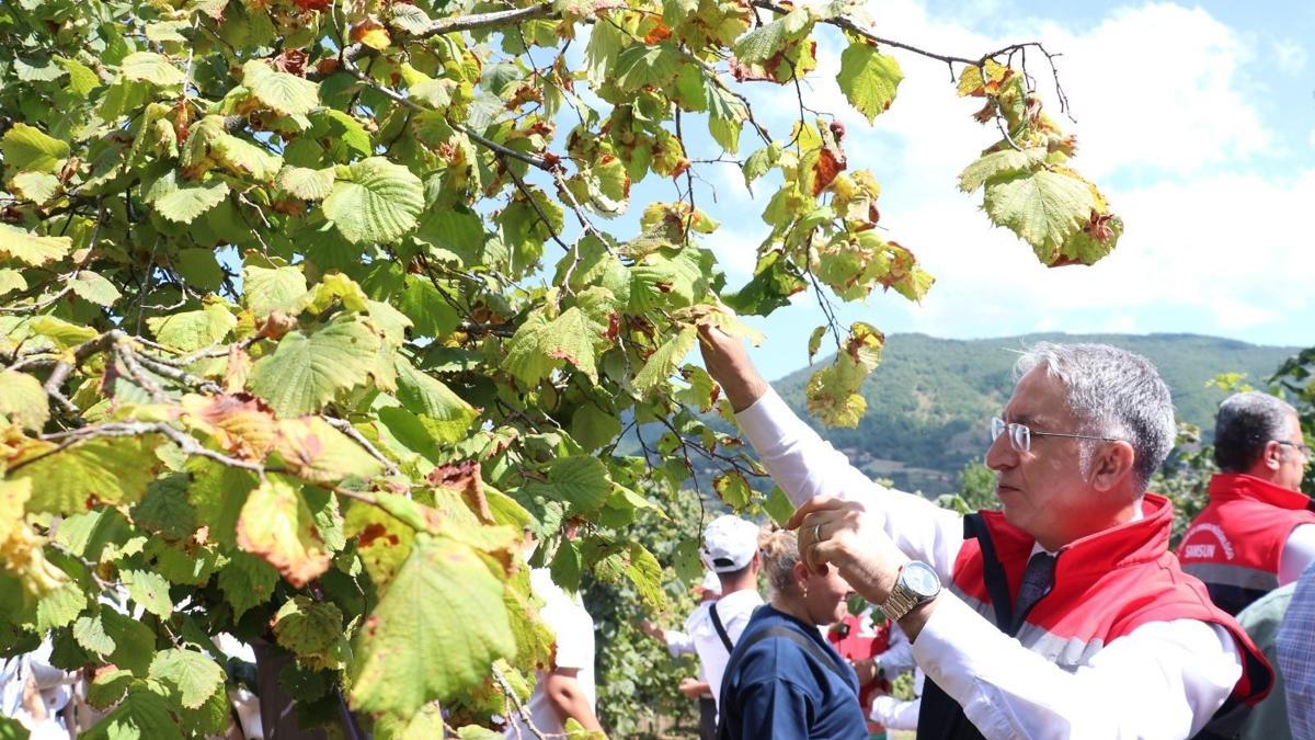 Samsun'da fındık hasadı başladı