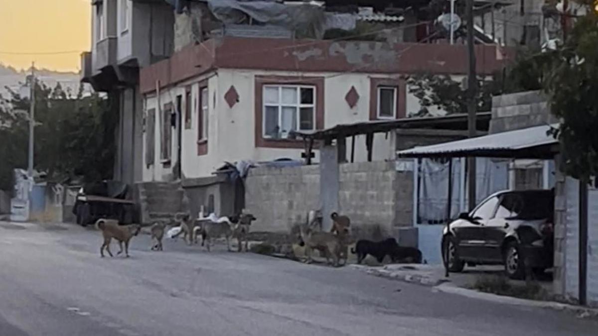 Gaziantep'te tedirgin eden görüntü! Başıboş sokak köpekleri sürü halinde