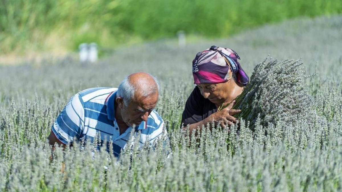 Üretici umutla yetiştirdi, gözyaşlarıyla anlattı! Yaşlı çiftin lavanta bahçesindeki hüzünlü bekleyişi