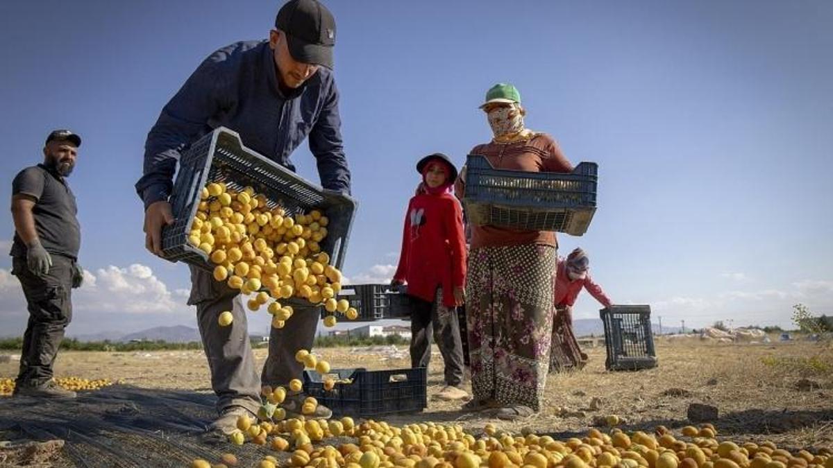 Kayısıyı sadece üreten kazanmıyor: Tarla ile market arasında 9 kat fark var, kritik döneme girildi