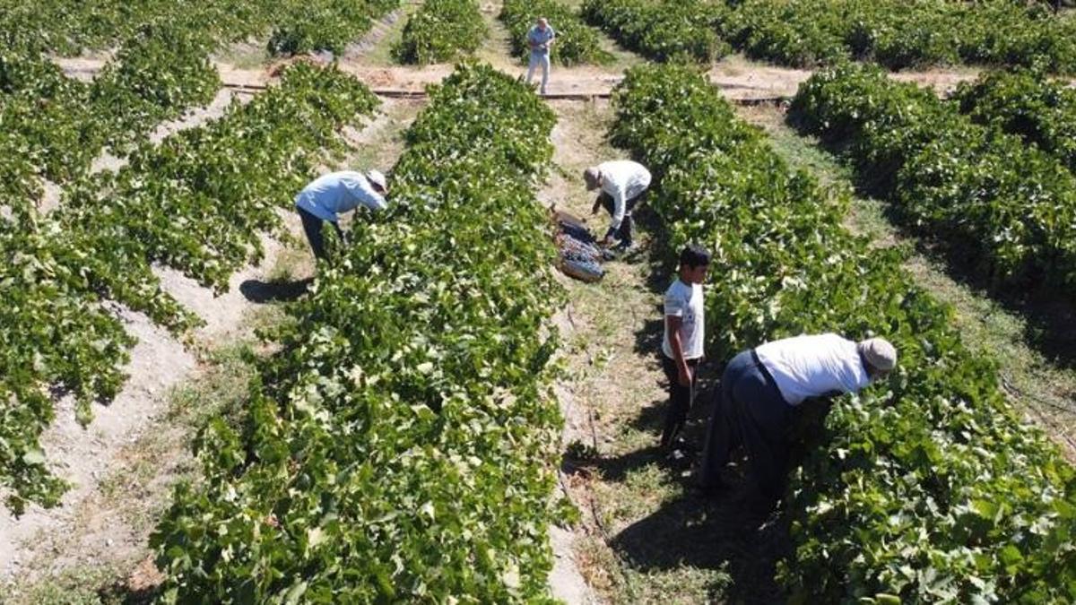 200 yıllık bağlarda yetiştiriliyor! Avrupa ve Orta…