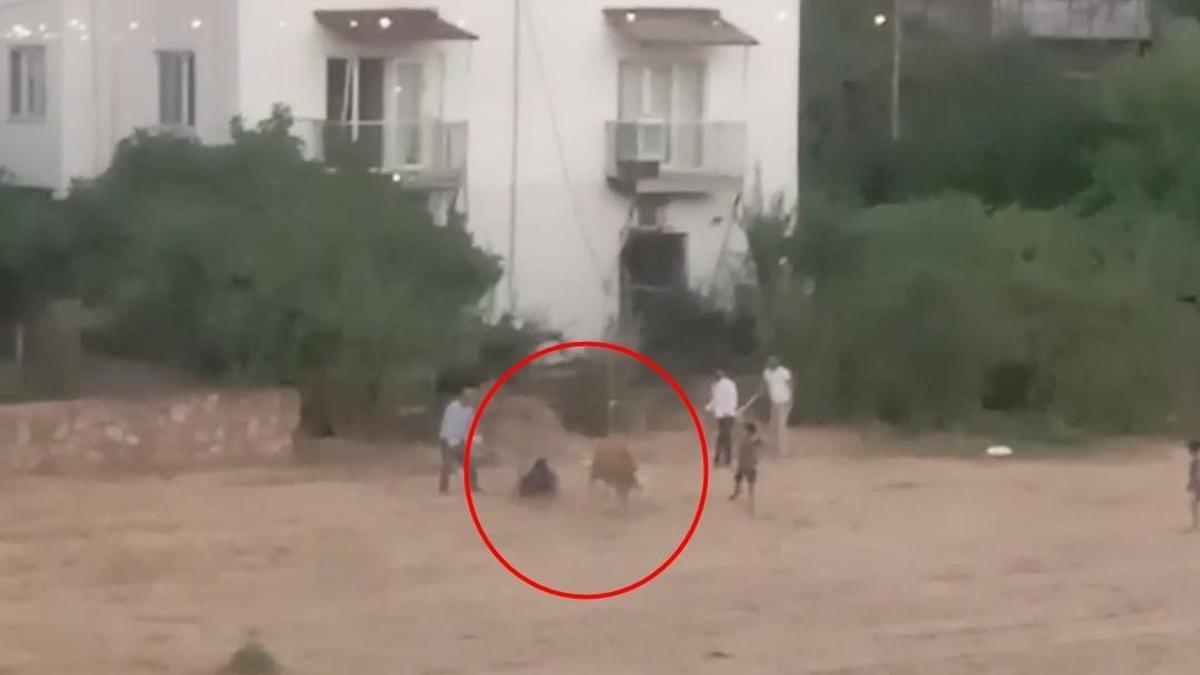Kaçan inek sahibini yere düşürdü; o anlar kamerada