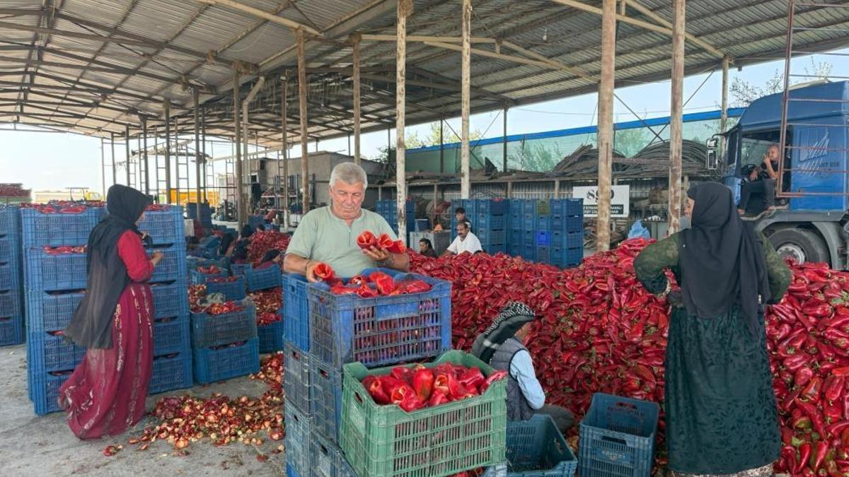 Fabrikaların fiyat düşürmek için ürün alımını geciktirdiği iddiası! 18 liraya kadar düştü