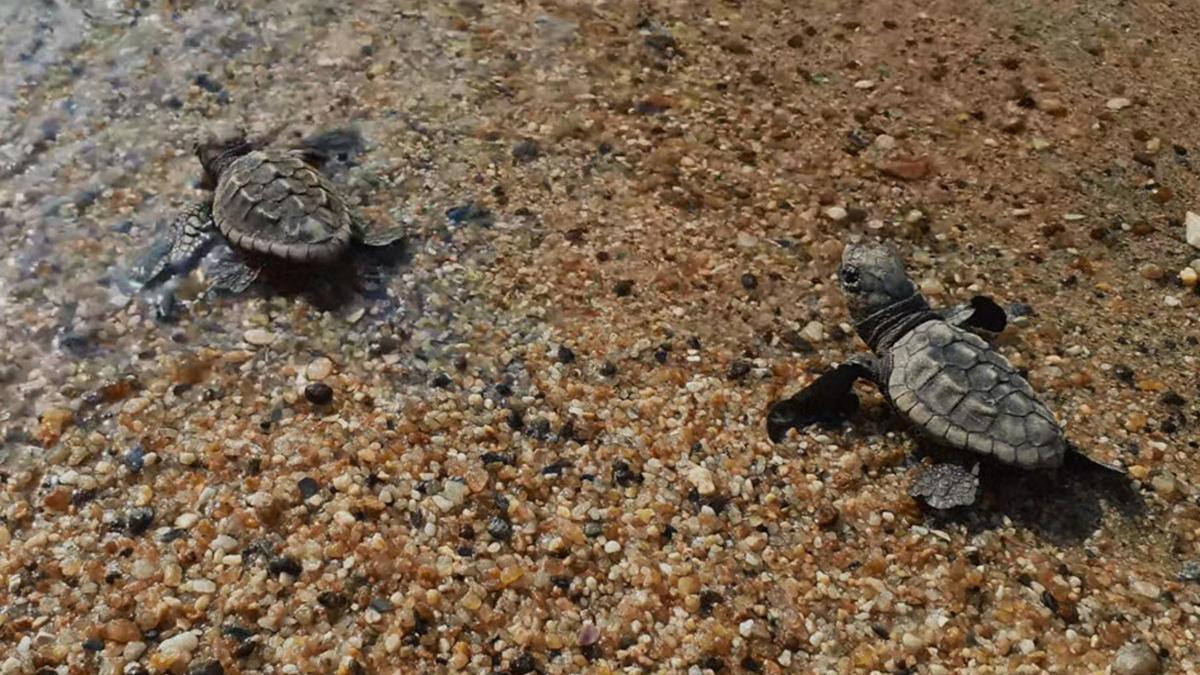 Kuşadası’nda caretta caretta yavruları denizle buluştu