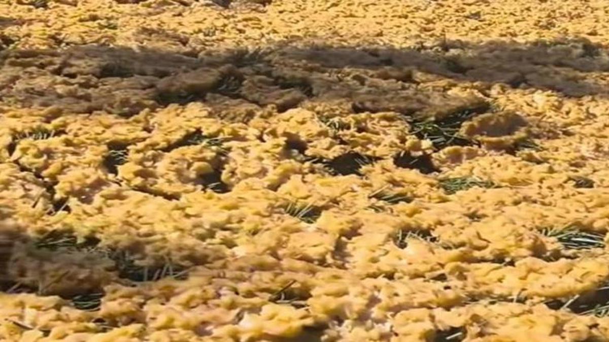 Kahramanmaraş'ta imece usulü hasat! Sırrı mezla dallarında