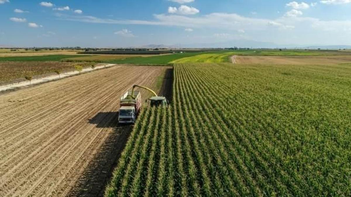 Tarladan markete fiyat 8 kat artıyor: Eylül'de fiyatlar daha da düşecek, bolluk olacak