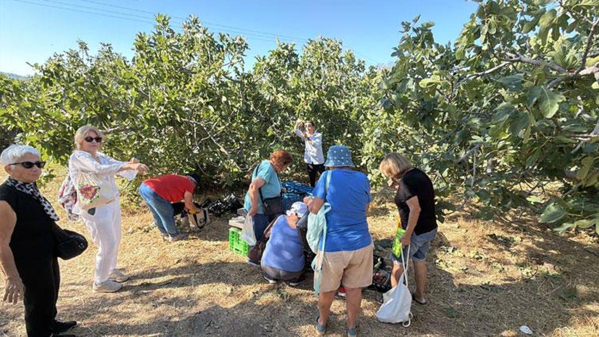 Coğrafi işaretli Havran siyah incir hasadı turizme açıldı