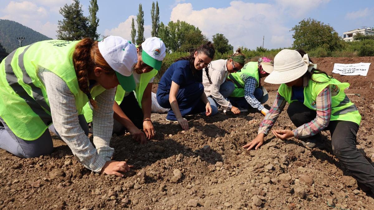 Toroslar’da kırmızı altın safran toprakla buluştu