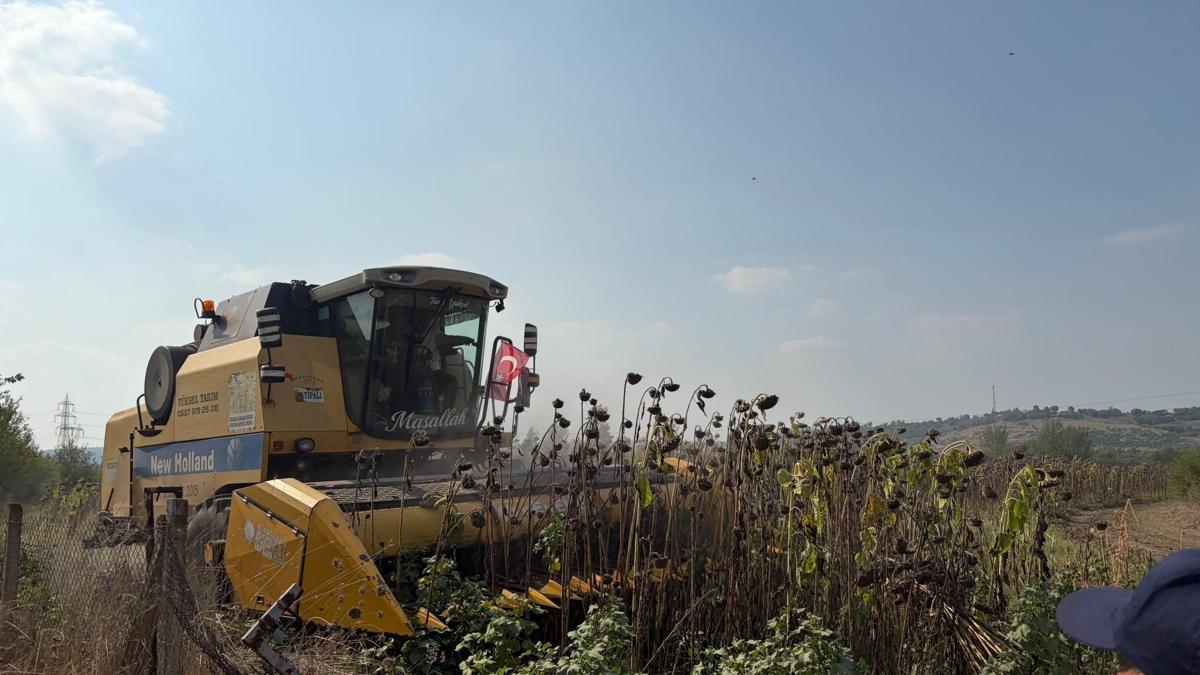 Düziçi’nde ayçiçek hasadı