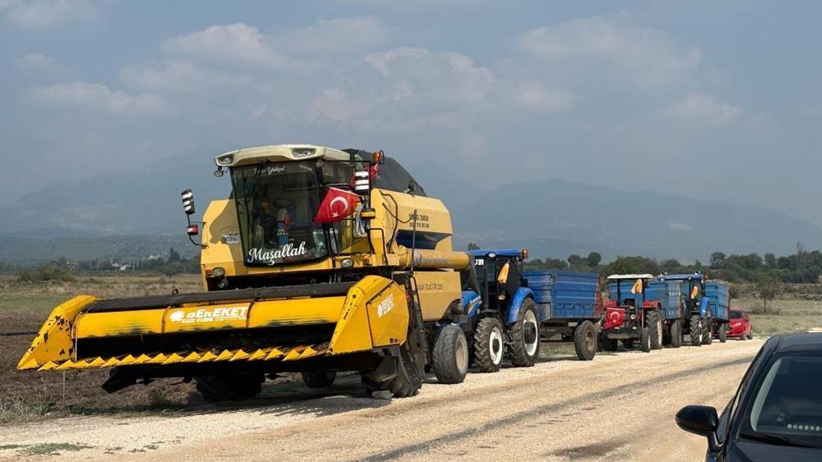 Osmaniye'de 6 farklı çeşit tarlada test edildi! Düziçi'nde yerli ve milli ayçiçeği hasadı başladı