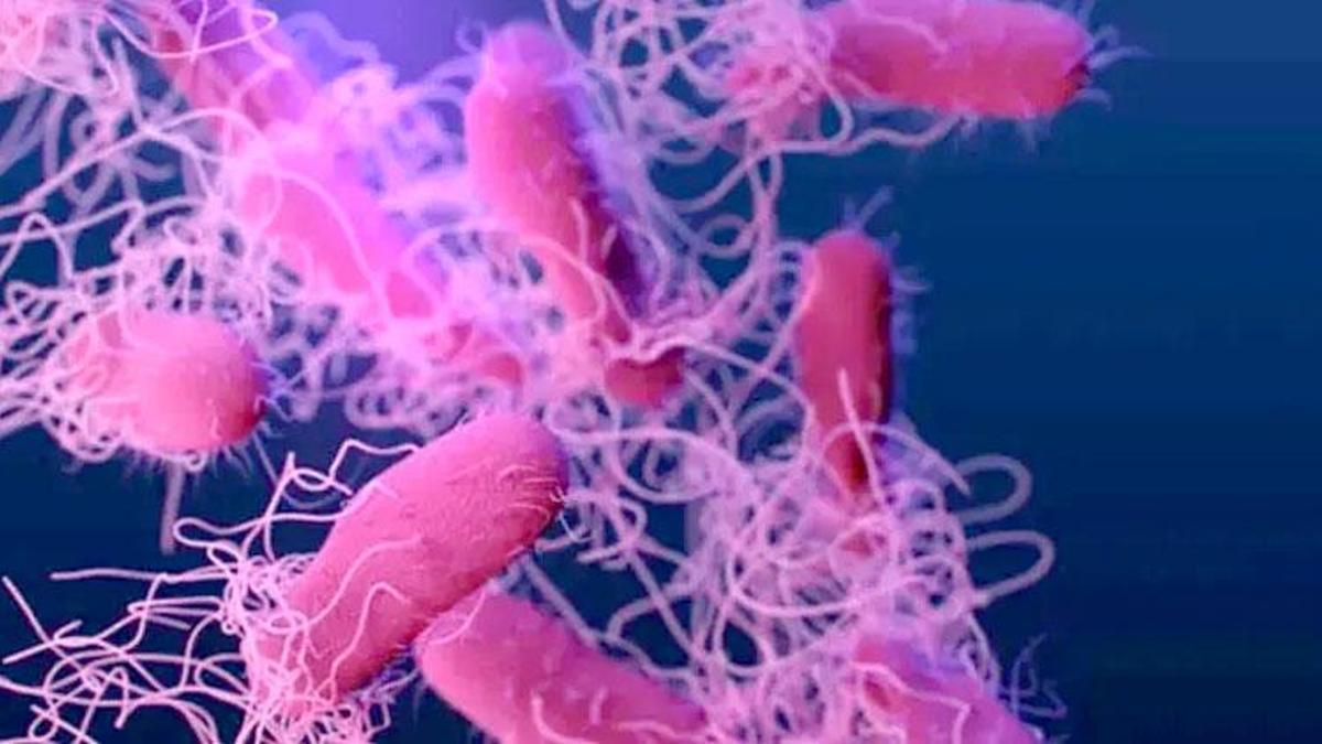 Belçika'da yumurtalarda salmonella vakası tespit edildi: En az 300 kişiye bulaştı