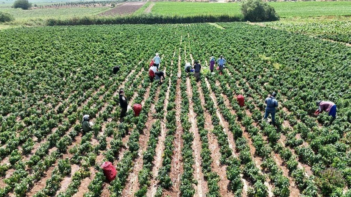 40 derece havada bir de acıyla yanıyorlar: Hatay'da elleri yüze gitmiyor
