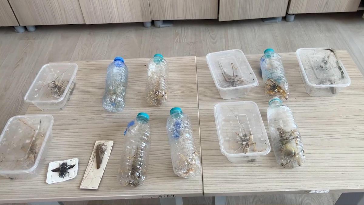 Yabancıların canlı çekirge toplarken yakalanmasına, uzmandan ‘genetik çalışma’ uyarısı