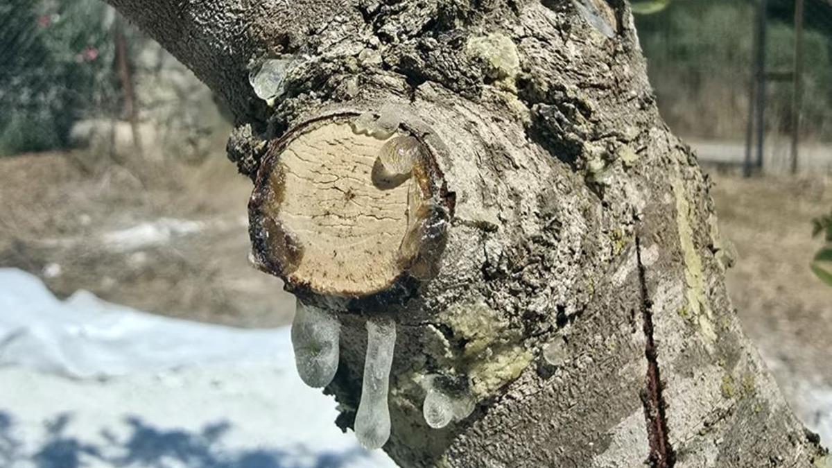 Muğla'da 11 yıl sonra hasat başladı: Kilosu 50 bin lira!