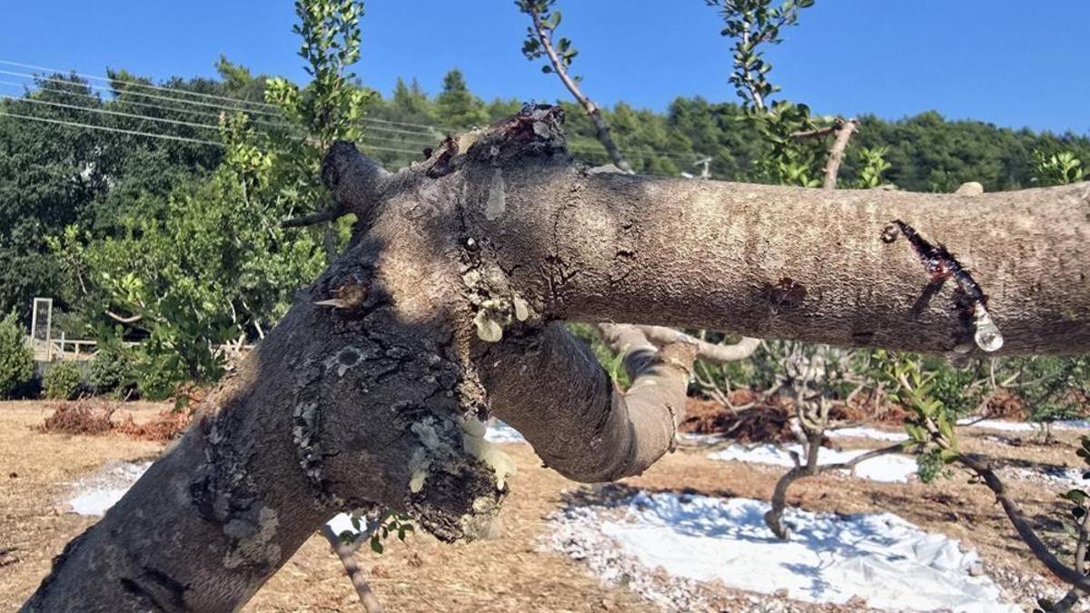11 yıl sonra hasat başladı! Kilosu 50 bin liradan başlıyor