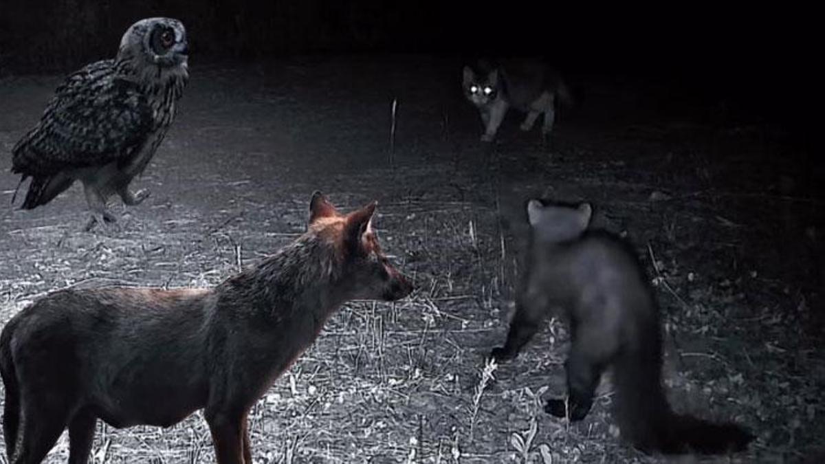 Ganos Dağları'nın gizli yaşamı kamerada! Fotokapan birbirinden özel anları böyle kaydetti