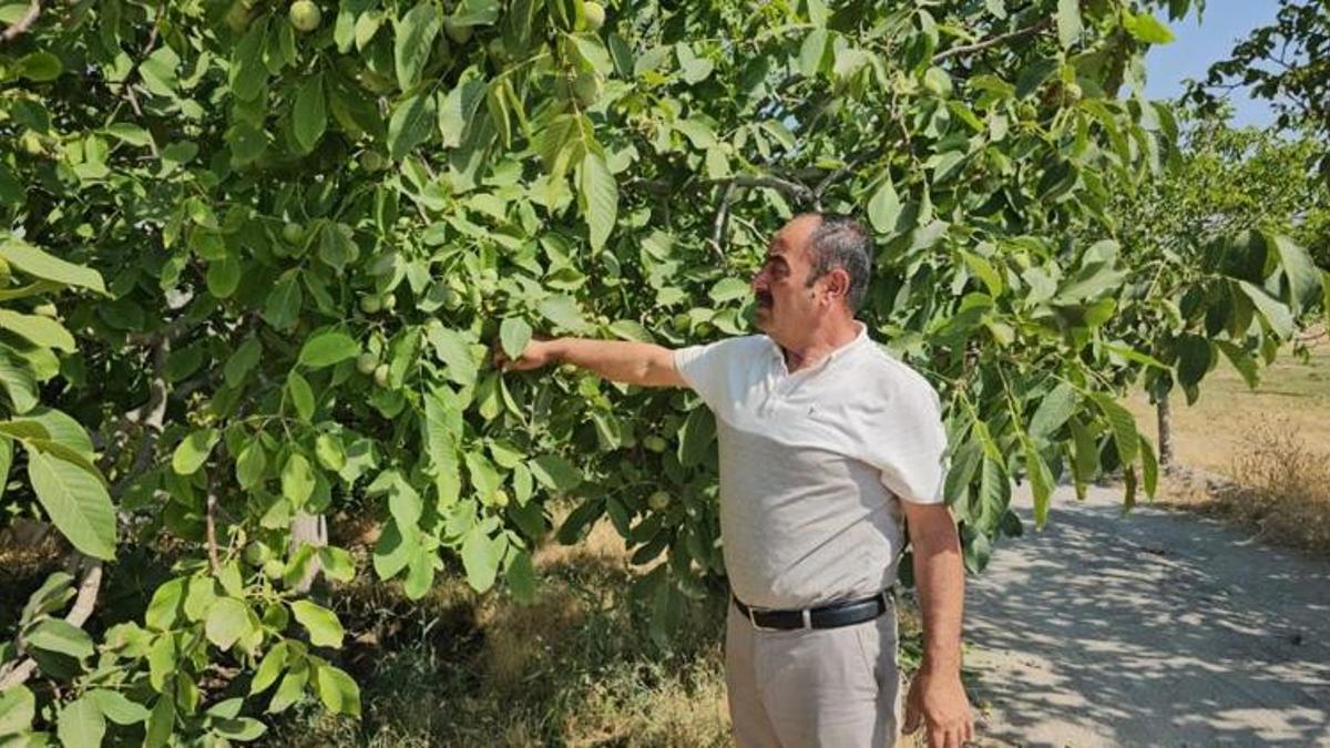 Hem verim arttı hem talep patladı! Bitlisli üreticinin kazancı katlanacak