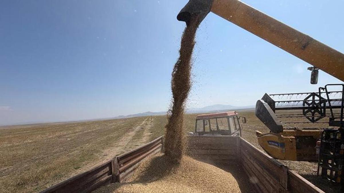 Kars'ın altın değeri toprakla buluştu: Binlerce yıllık Kavılca buğdayı tarlalardan kaldırılıyor!