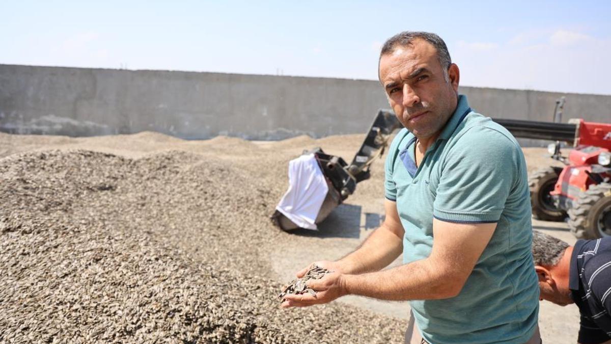 Kahramanmaraş'ta ay çekirdeği hasadı başladı! 10 bin ton rekolte bekleniyor: Üreticinin yüzü gülüyor!