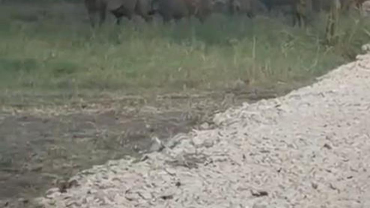 İznik Gölü sahil yoluna inen yaban domuzu sürüsü kamerada