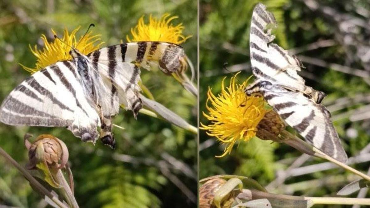 Doğal alanı Kuzey Amerika'nın doğu kesimleri olan zebra kırlangıç kuyruklu kelebek Osmaniye'de görüntülendi