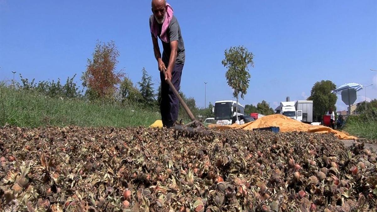 Trabzon'da mesai gece de devam ediyor: Fındık nöbeti sahile taşındı